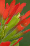 Scarlet Indian paintbrush